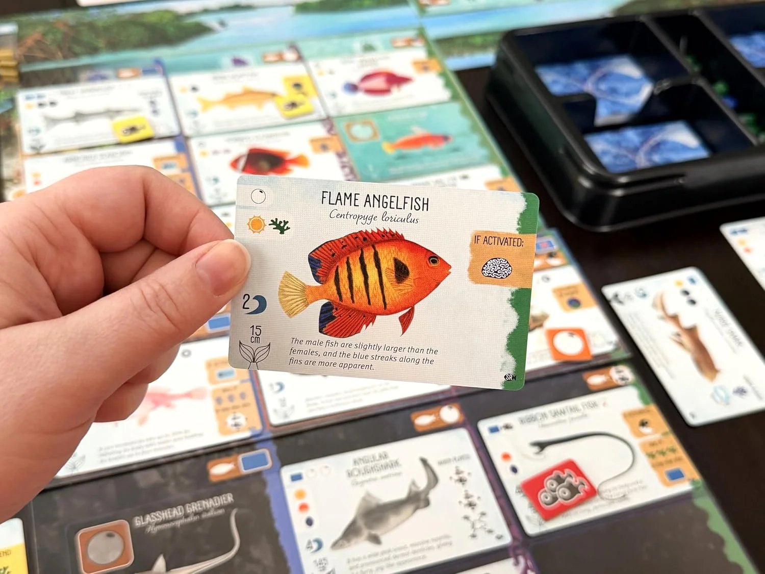 Stonemaier Games | Finspan: Sharks & Reefs | Board Game Expansion | Build a thriving reef with apex predators and unique fish. Expand your ecosystem. 1-5 players | 45-60 mins | Ages 10+ - Image 2