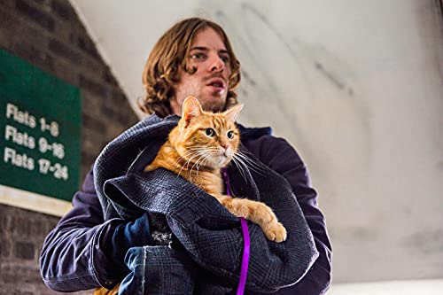 Un chat pour la vie - Image 2