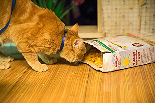 Un chat pour la vie - Image 4